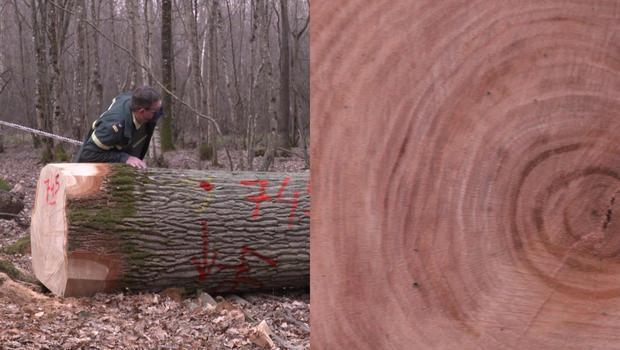 砍伐符合标准的百年橡树 图片来源：央视新闻