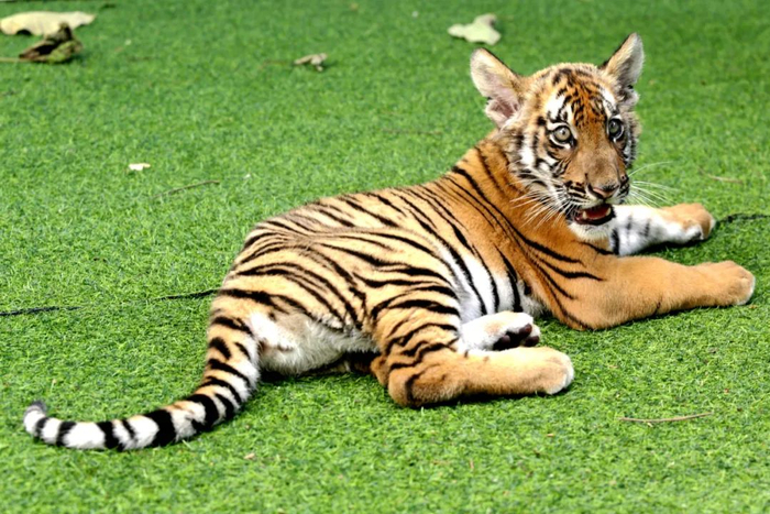 华南虎“圆圆”。韶关日报全媒体记者 冯兆宇 摄