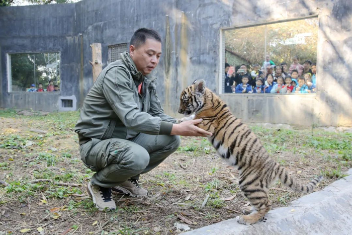 华南虎“庆庆”。韶关日报全媒体记者 冯兆宇 摄