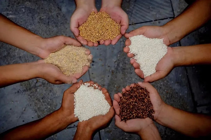 ▲古井贡酒酿酒原料包括高粱、大米、小麦、糯米、玉米五种粮食，小麦同时也是制曲原料