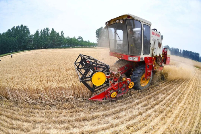 ▲安徽亳州市谯城区古井镇张集村，收割机正在麦田里收割小麦