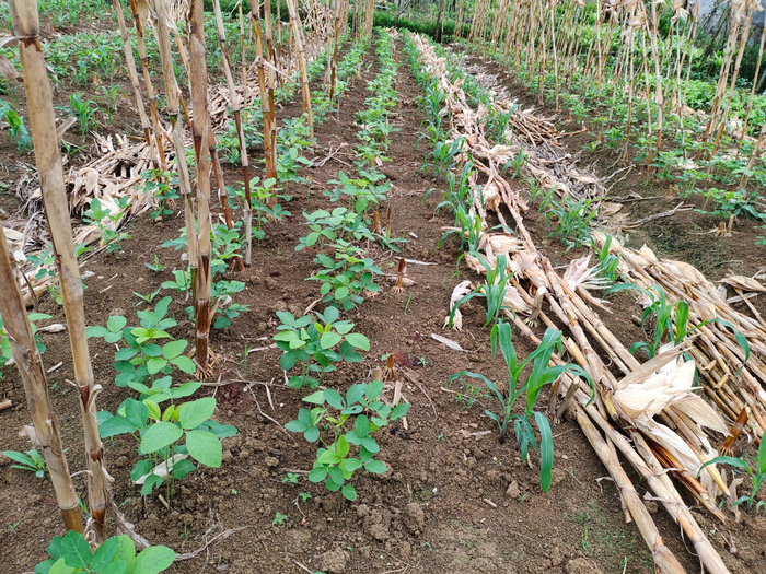 图为河池市大化县六也镇大豆玉米带状复合种植示范基地作物长势