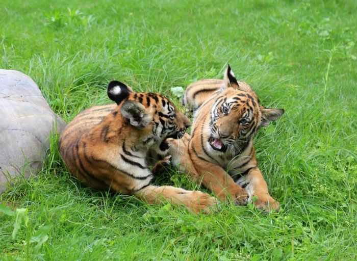 华南虎双胞胎“莲花”“芙蓉”。韶关日报全媒体记者 张伟 摄