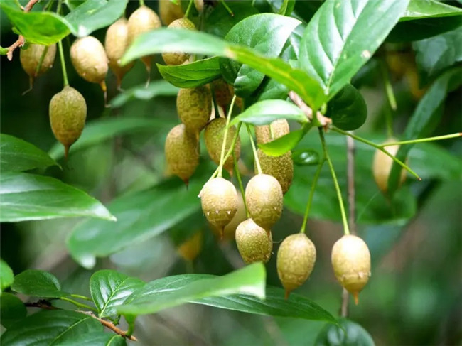 长果秤锤树（别名长果安息香）