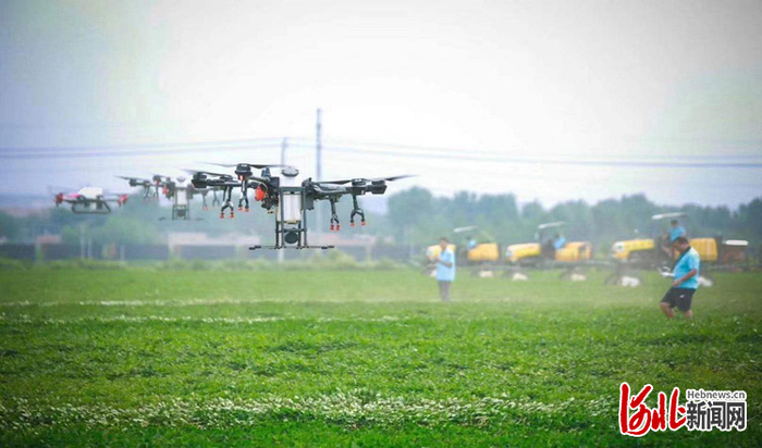 滦州花生种植基地（资料图片）。  滦州市农业农村局供图