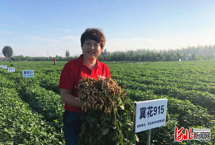 百信花生种植专业合作社种植的花生（资料图片）。 百信花生种植专业合作社供图