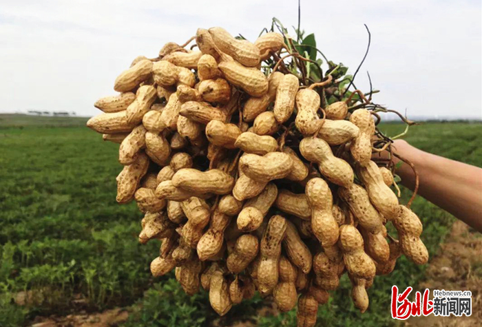 滦州花生品质优良（资料图片）。  百信花生种植专业合作社供图