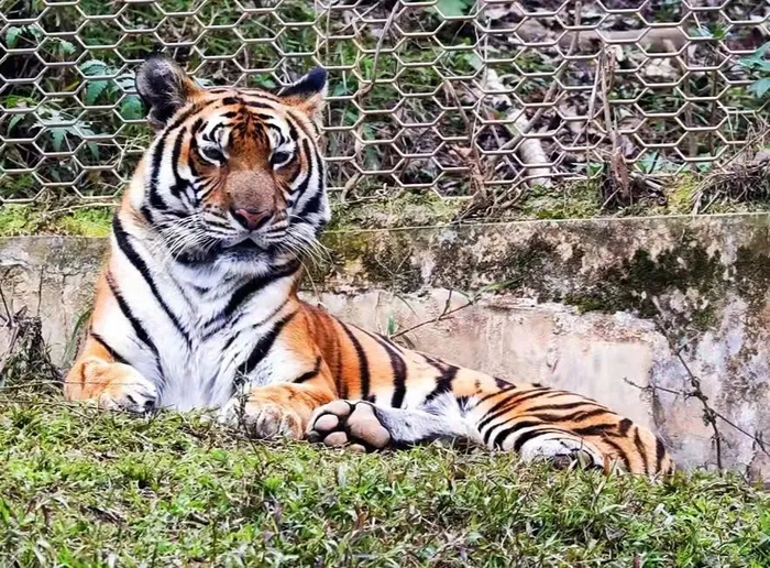 华南虎“梦梦”。韶关日报全媒体记者 童铜韶 摄