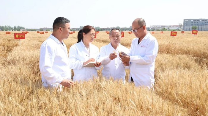 ▲龙亢农场农艺师针对试验田小麦新品种进行筛选审定
