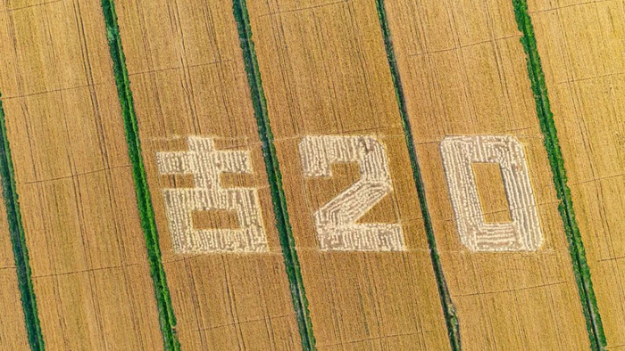 ▲龙亢农场古井贡酒优质小麦基地，“古20”字样非常醒目