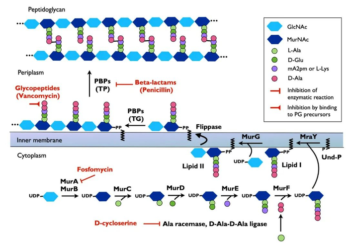 图2 细菌肽聚糖的合成示意图（图片来自Kouidmi et al., MolecularMicrobiology, 2014）