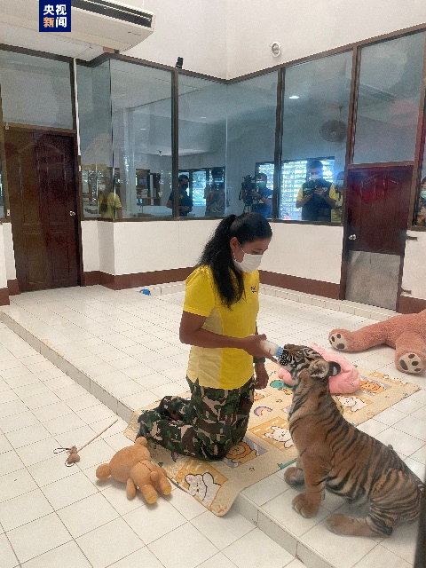 △从盗猎者手里解救出来的野生小老虎Kuan已成为动物园里的明星