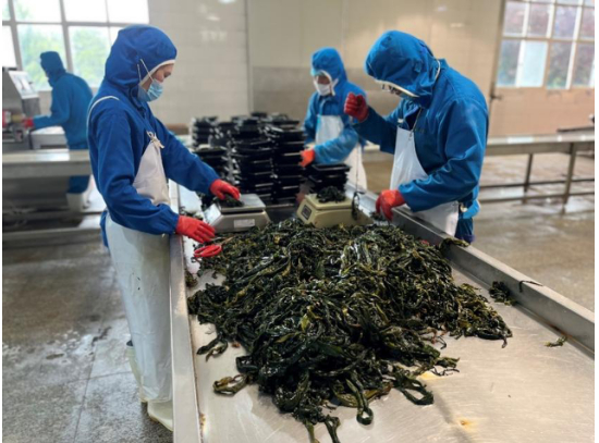         ▲图为海之宝工厂拥有的国际一流标准的海带生产线，出厂的每个产品都能做到可溯源。薛童|摄