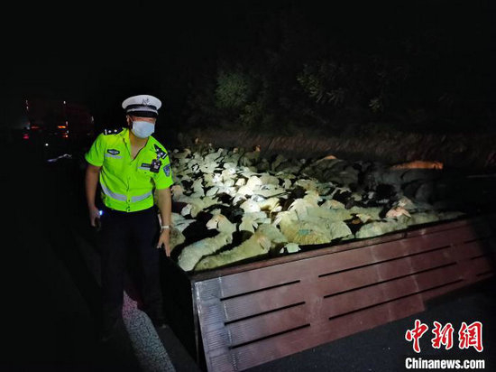 货车车厢栏板取代篷布之后，几百只活羊再也无法乱跑。高速交警供图