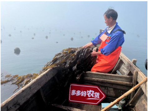         ▲相比传统海带，深海小海带的收割期提前90天，产量则要低三分之一，但养殖者希望以更少的产量保证更优的品质。薛童|摄