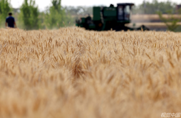2022年5月20日，山东枣庄，收割机在孟庄镇孟庄村麦田里收割小麦。