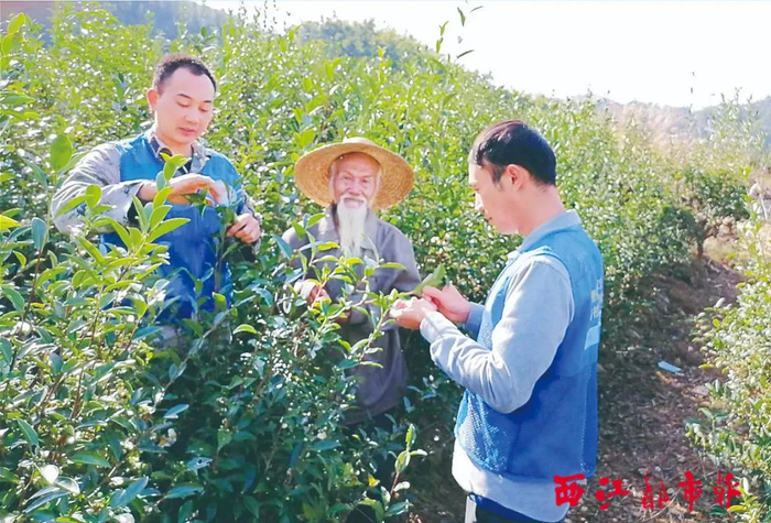 6月10日，苍梧县六堡镇不倚村党总支部书记、不倚村民委员会主任吴龙（左一）帮助村民采摘六堡茶。陈凡 摄