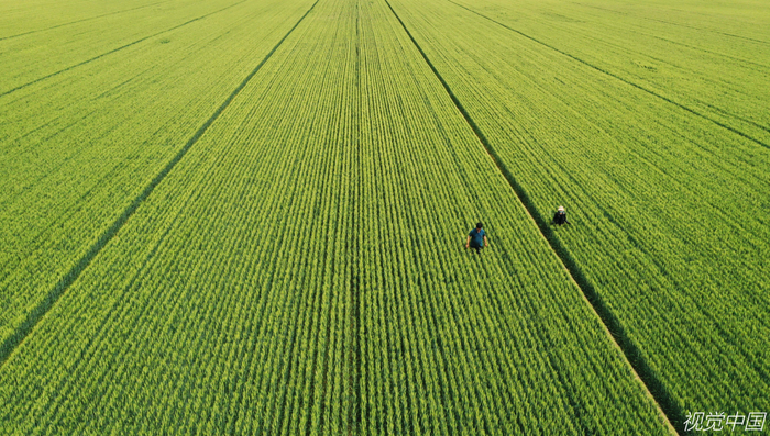 山东省邹平市80多万亩小麦灌浆饱满，麦浪翻滚，香飘田野，农民田间查看，加强管理，迎接夏粮丰收。