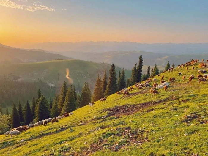 巴音布鲁克草原上牛羊成群 / 受访者供图