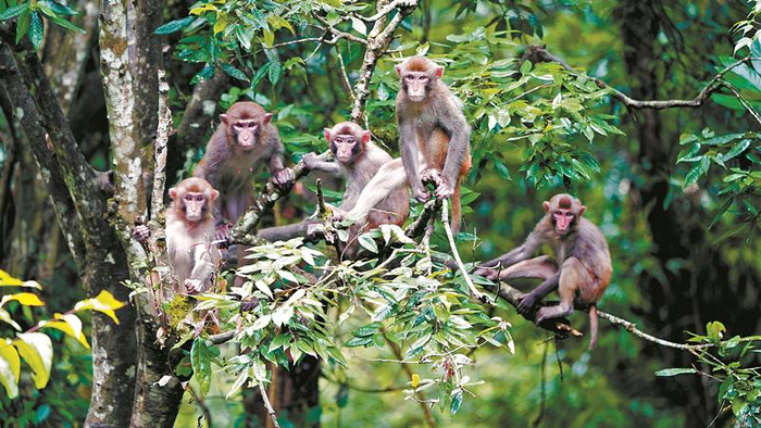 官山保护区猕猴家族 熊薇摄