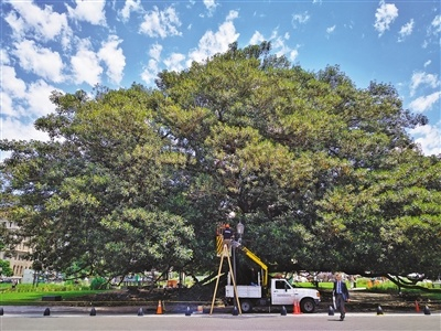 阿根廷首都布宜诺斯艾利斯绿树成荫，30%的城市面积被树冠覆盖。图为城市一角。本报记者 姚明峰摄