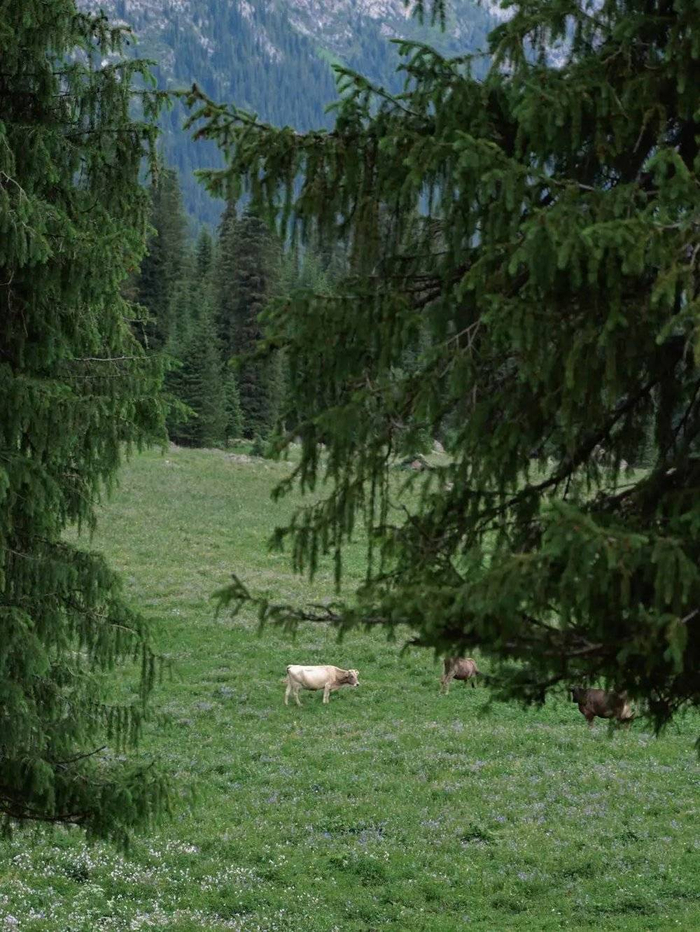 七月的伊犁 / 受访者供图