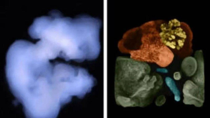 图片来源：创交会CIEF/干细胞培养的迷你器官群（60天）