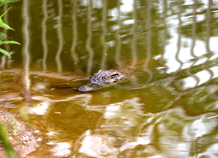 鳄鱼泡在林荫下水中纳凉。