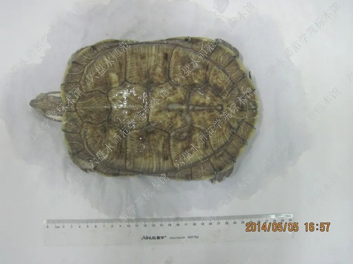 巴西红耳龟 图源：国家动物标本资源库