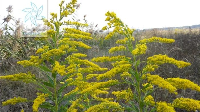 加拿大一枝黄花 图源：中国植物图像库