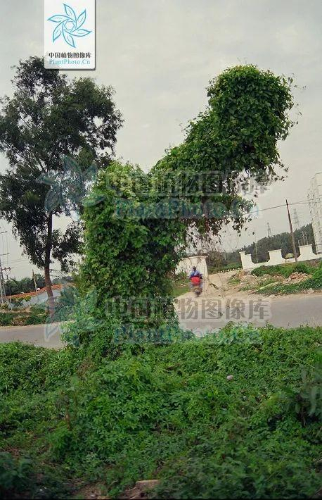 已经覆盖整株植物的薇甘菊 图源：中国植物图像库