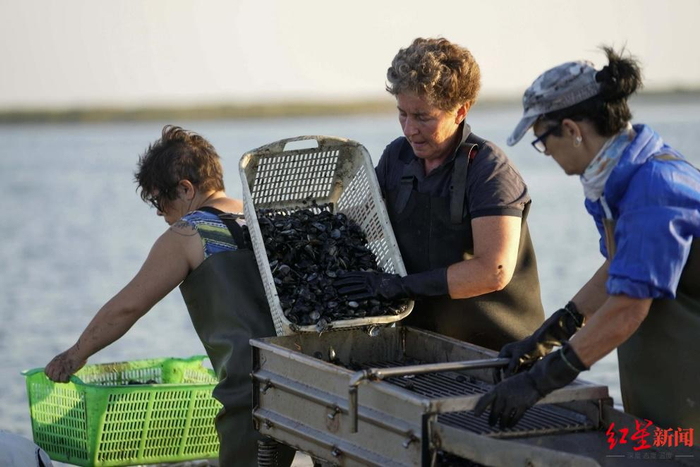 渔民在清洗蛤蜊