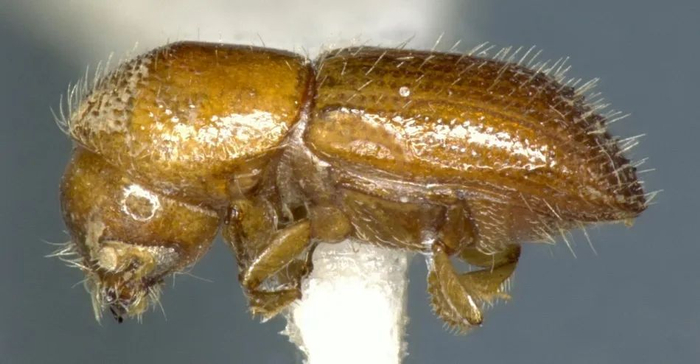 橡胶材小蠹 图源：国家动物标本资源库