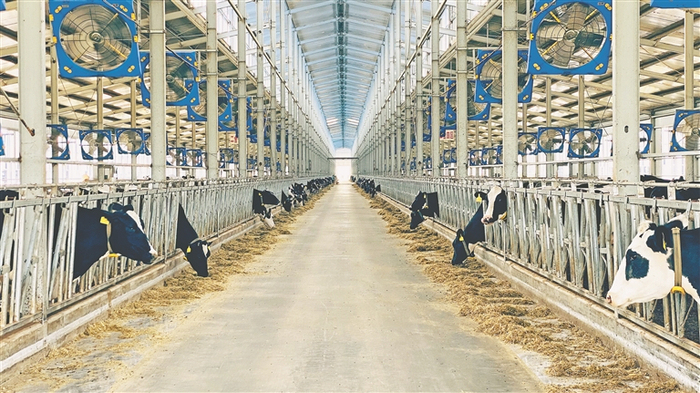 伊利合作伙伴林甸县新合牧场。