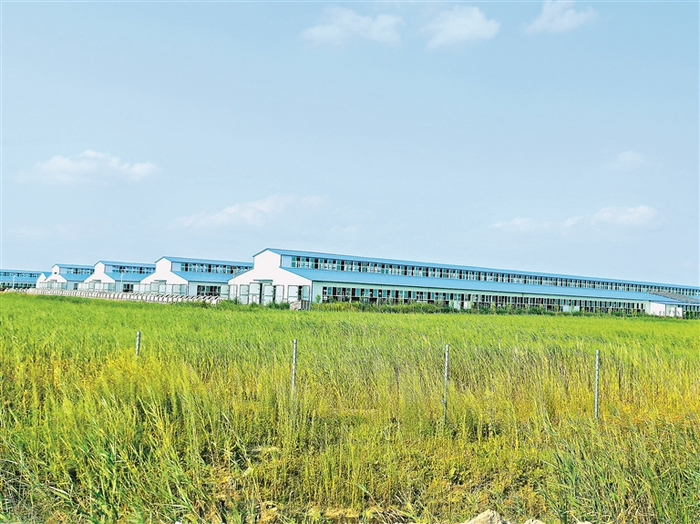 伊利合作伙伴林甸县新合牧场。本报记者 董盈摄