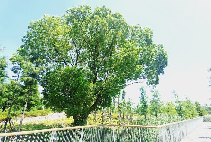 保留的香樟  陈玺撼 摄