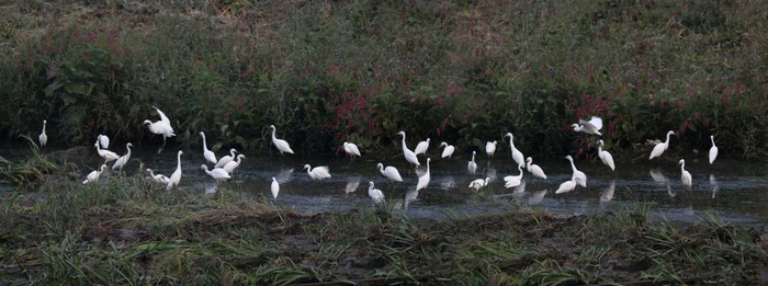 滏阳河栖息的水鸟。（受访者供图）