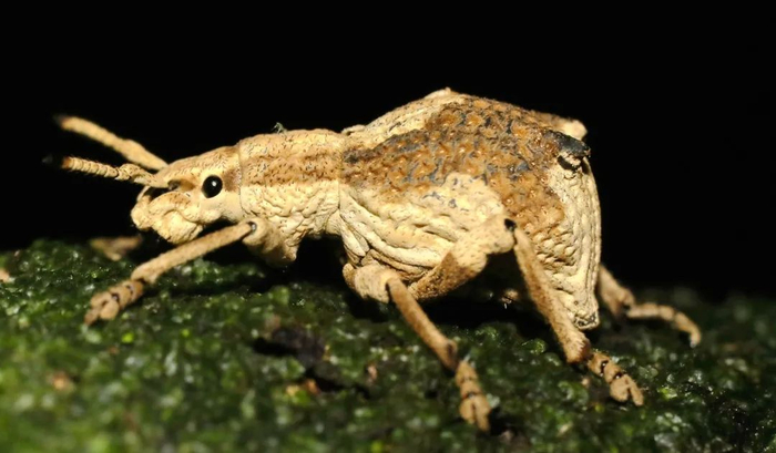 ▲中国癞象。这种象甲科的昆虫，有一个像大象一样的“长鼻子”，其实是它的的口器，也就是嘴巴。南兆旭/摄