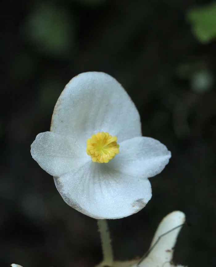 ▲深圳秋海棠的花朵。王晓云/摄