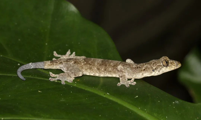 ▲中国壁虎还是中国兵法“舍车保帅”的践行者，在逃生时可自断尾巴，随后可以再生出新的尾巴。南兆旭/摄