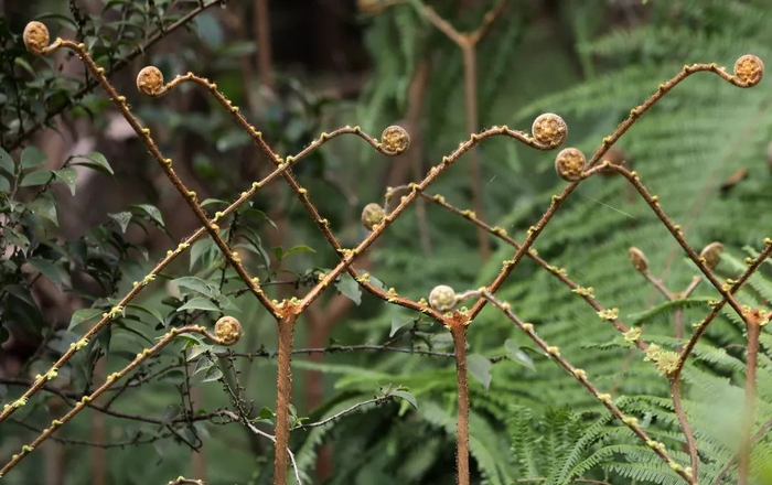 ▲中华里白。中华里白是成片生长的蕨类植物，像一个个天线宝宝。南兆旭/摄