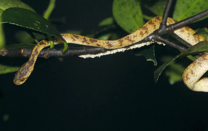 ▲中国钝头蛇。模样虽然有点恐怖，但无毒，深圳已发现的45种蛇中，剧毒和微毒的蛇只有14种。南兆旭/摄