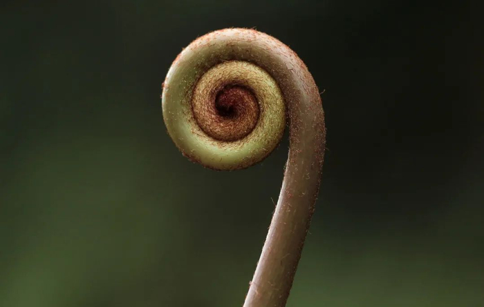 ▲中华双扇蕨。蕨类植物卷叠的新叶，造型萌美而充满科技感，像初生婴儿握住的拳头，被称作拳芽。王晓云/摄