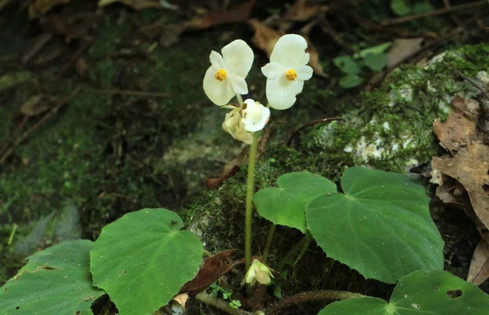 ▲深圳秋海棠。2019年在坪山区发现的新物种，生长在溪涧周边的岩壁上。整个深圳只有100多株，非常珍贵。王晓云/摄