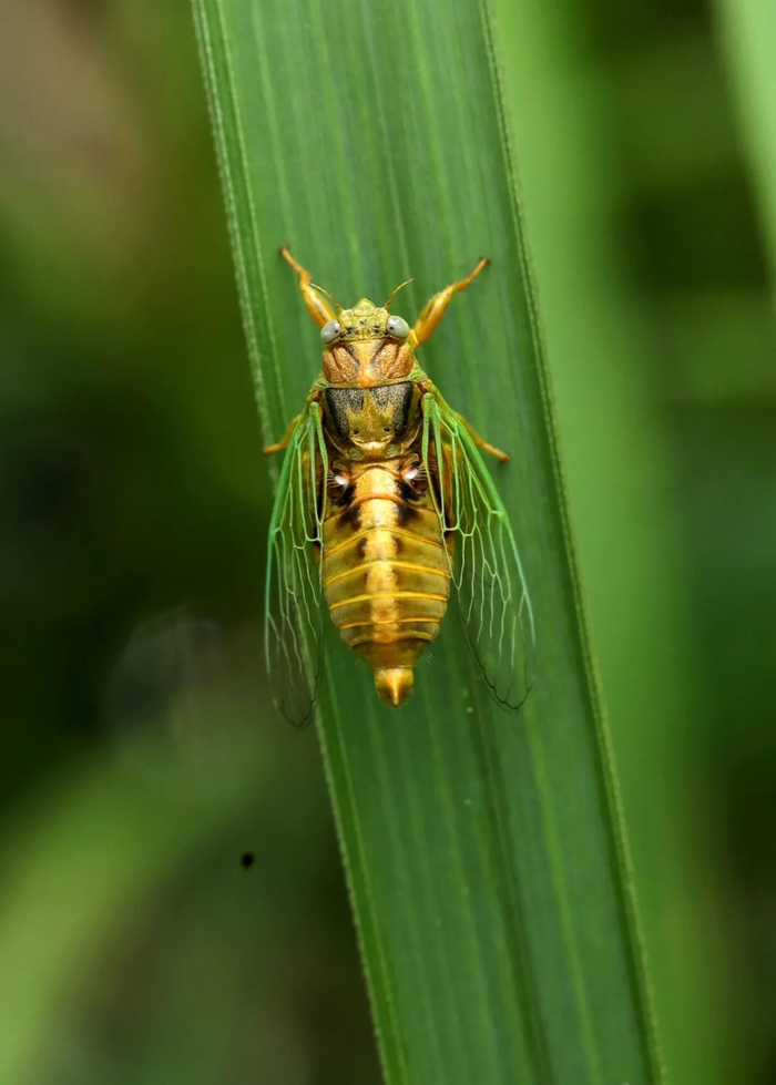 ▲鸣唱中的绿草蝉。南兆旭/摄