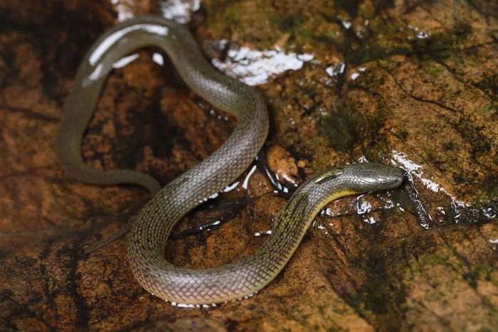 ▲深圳后棱蛇，无毒的深圳后棱蛇是深圳特有种，头部及身体背部是隐蔽色的橄榄绿。刘美娇/摄
