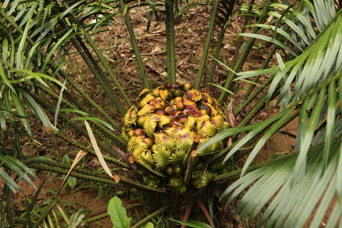 ▲仙湖苏铁的雄花和种子