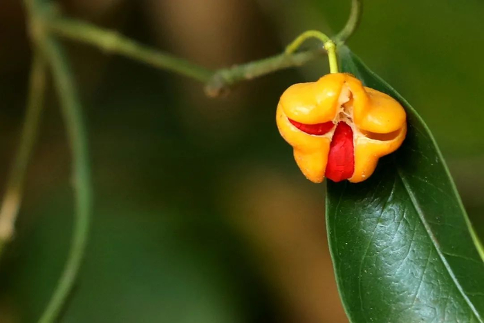 ▲结出了果实的中华卫矛，常绿灌木中华卫矛是深圳的本土植物。南兆旭/摄