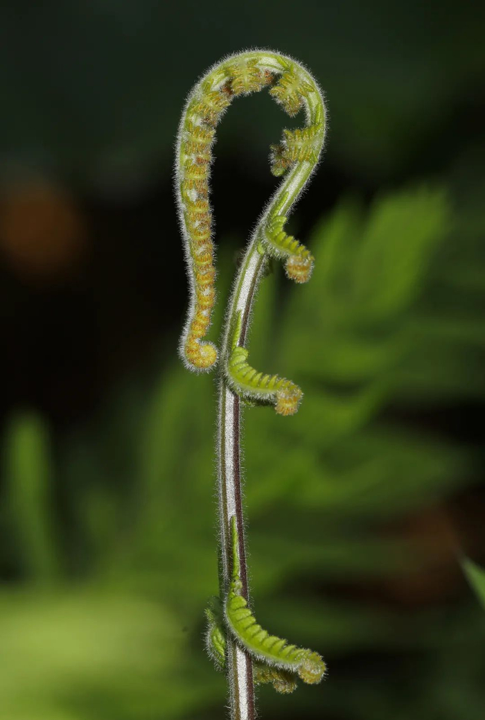 ▲中华里白的新叶。南兆旭/摄