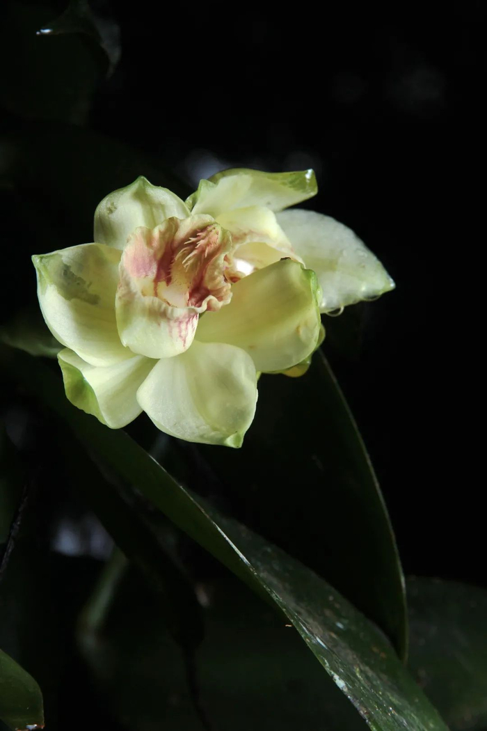 ▲深圳香荚兰是深圳发现的第一个兰科新种，是分布极小的珍贵兰花，被列入国家二级重点保护野生植物。王晓云/摄